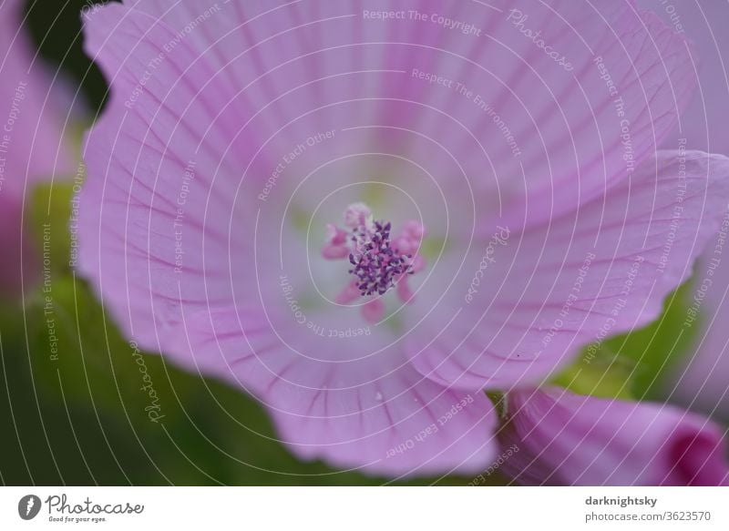 Blüte einer Malve in Nahaufnahme Malva Malvaceae Blume Frühling Natur Makroaufnahme Sommer blühende rosa grüne farbige zarte Makrofoto macro nah-dran Staubfäden