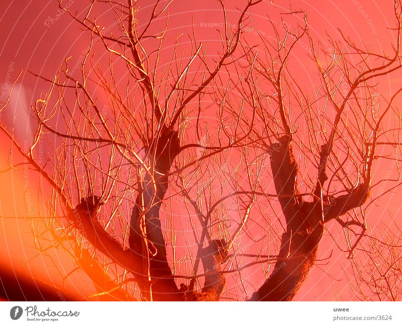 red nacked tree Baum Laubbaum laublos Blatt rot Fototechnik orange