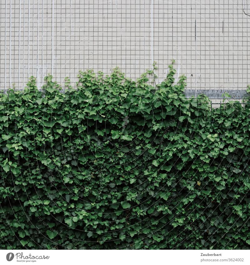 Efeu an kleingefliester weißer Wand eines Hauses nach Drittelregel sortiert Fliese Kachel Karo kleinkariert grün Pflanze Ranke Wachstum Fassade langweilig