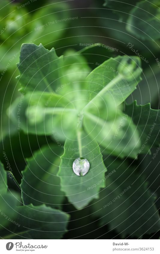 ein einzelner Regentropfen auf einem Blatt Pflanze nass Wasser fein Detail Detailaufnahme kanppheit Dürre Grünpflanze grün Natur Tropfen Wassertropfen