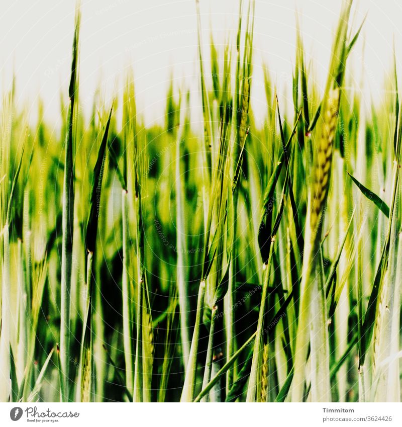 Annäherung an ein Getreidefeld Ähren Halme grün Belichtung verfremdet Feld Landwirtschaft Korn Ackerbau Nutzpflanze Himmel hell Menschenleer