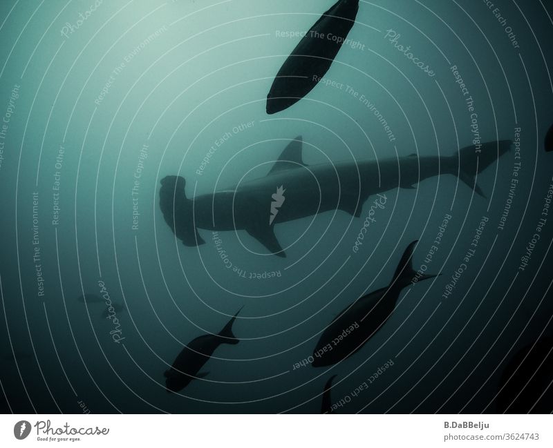 100|Der Hammerhai zieht ruhig im Gegenlicht vor den Galapagos-Inseln seine Runden und kontrolliert seinen Revier. Galapagosinseln Meer Ferien & Urlaub & Reisen