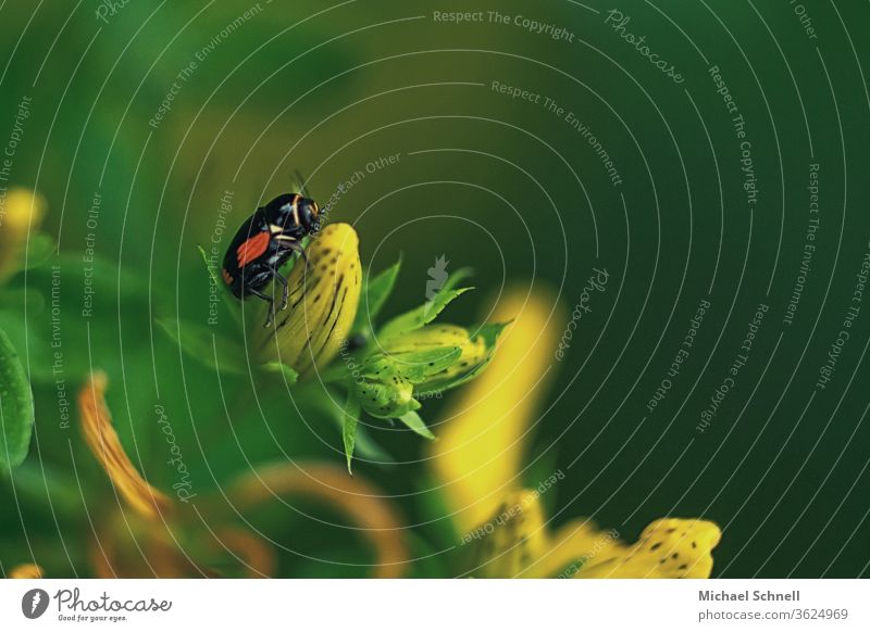 Makroaufnahme eines kleinen, schwarz-roten Käfers auf geschlossener gelber Blume Insekt Tier Nahaufnahme Farbfoto Natur Tierporträt 1 süß niedlich klettern