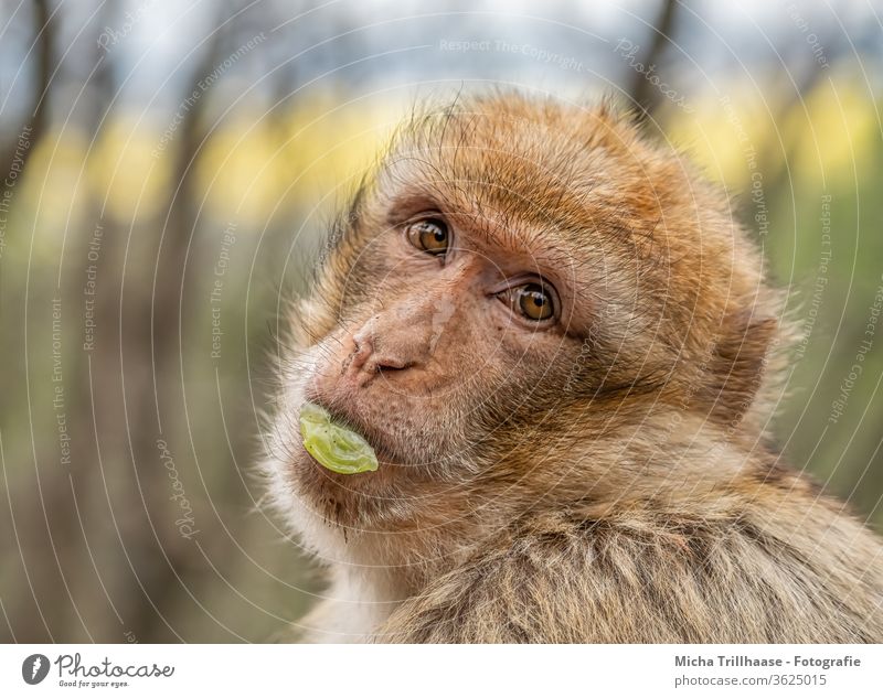 Verträumter Blick / Berberaffe Berberaffen Macaca sylvanus Affen Tiergesicht Kopf Auge Maul Nase Fell Wildtier umschauen umsehen Blickkontakt Makake Tierporträt