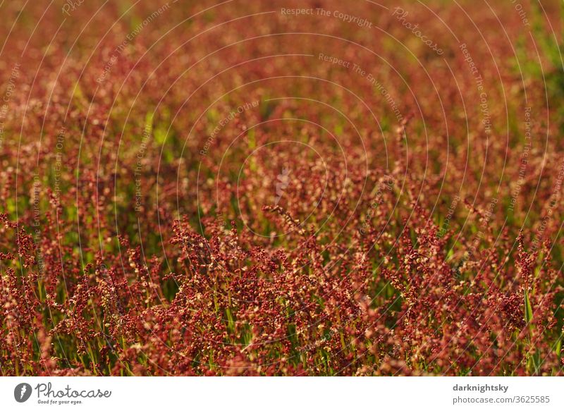 Kleiner Sauerampfer auf einer Wiese, Rumex acetosella Frühling Wachstum Steppe Land Detail Feld Landschaft Umwelt ländlich Farbfoto Pflanze Natur Nelkenartige