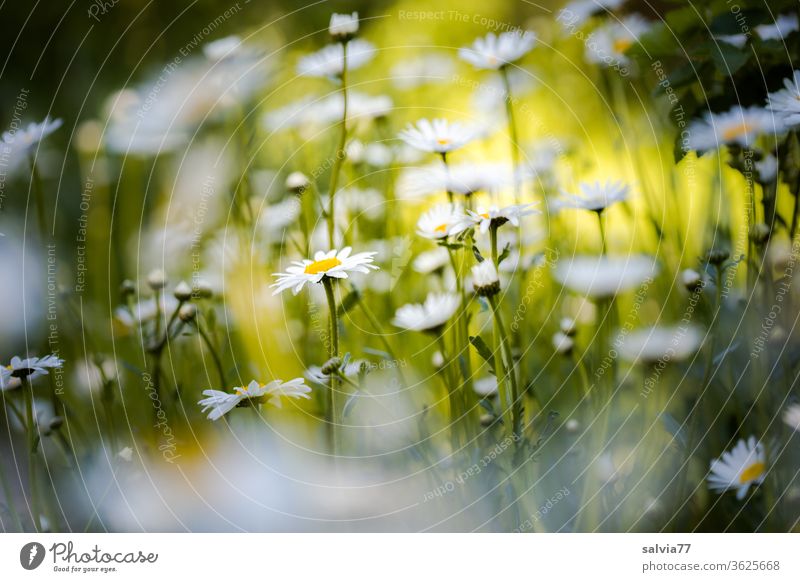 Margeritenwiese Blumenwiese Sommer Natur Pflanze Blüte Wiese Blühend Frühling Duft Schönes Wetter Außenaufnahme Lebensfreude hell Lichtstimmung Farbfoto