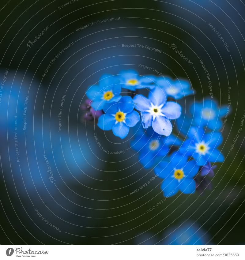 Vergissmeinnicht Vergißmeinnicht Blüte Blume Natur Pflanze blau Garten Sommer Frühling Blühend Unschärfe Farbfoto Schwache Tiefenschärfe Nahaufnahme
