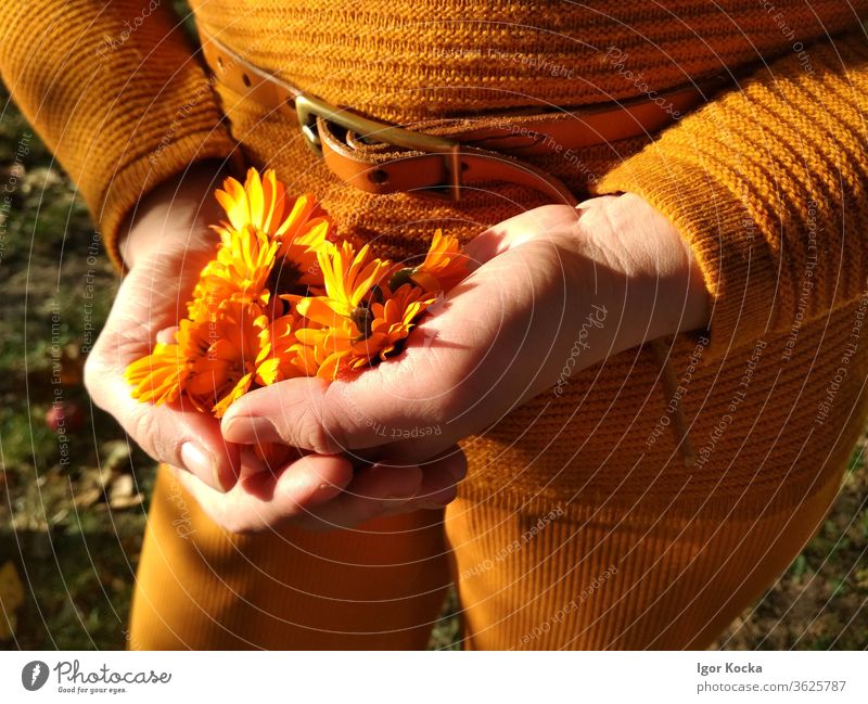 Nahaufnahme einer Frau, die Orangenblüten hält Blume orange Farbe Hände Sonnenlicht Beteiligung zerbrechlich verwundbar filigran Pflanze Blüte