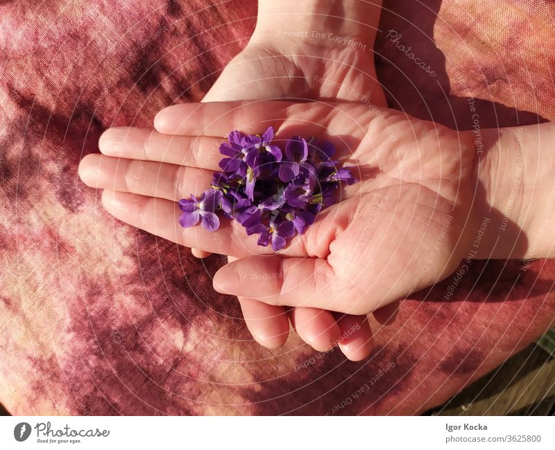 Nahaufnahme einer Frau mit lila Blumen purpur Veilchengewächse Hände Beteiligung zerbrechlich verwundbar filigran Pflanze Blüte