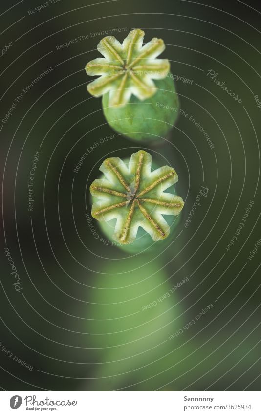 Mohnstempel von oben fotografiert Stempel Pflanze Klatschmohn Natur grün Makroaufnahme Perspektive