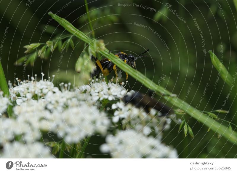 Wespe auf der Lauer auf einer Heracleum insekten lauer fangen jagen makro Makroaufnahme Außenaufnahme Sommer Nahaufnahme Wiesen-Bärenklau Pflanze Insekt grün