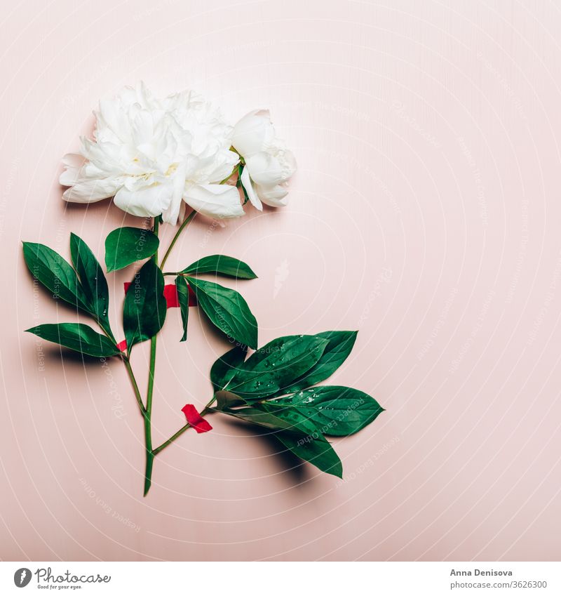 White Peony, schlichte Eleganz Pfingstrose rosa Haufen geklebt trendy Blume Blumenstrauß Pastell geblümt Blütenblätter sehr wenige Konzept Tapete Postkarte