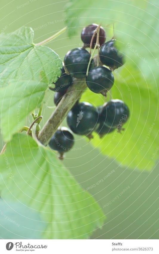 Vitamin C  frisch und erntereif schwarze Johannisbeeren Cassis Johannisbeerstrauch Fruchtstand Früchte gesund Beeren Gesunde Ernährung Bioprodukte Gesundheit