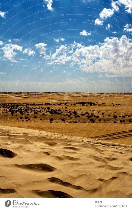 Düne in der Sahara-Wüste und etwas Buschland Natur Sand Wolken Hügel Linie braun schwarz weiß Einsamkeit Farbe Tunesien wüst Wasser winken hell-blau Holz Buchse