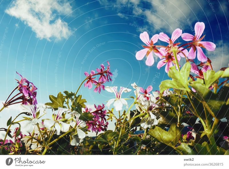 Balkonbild Balkonpflanze Himmel Wolken Luft Blüte Blume Schönes Wetter Topfpflanze Pflanze Natur Wachstum glänzend nah Leben standhaft Hoffnung Idylle Farbfoto