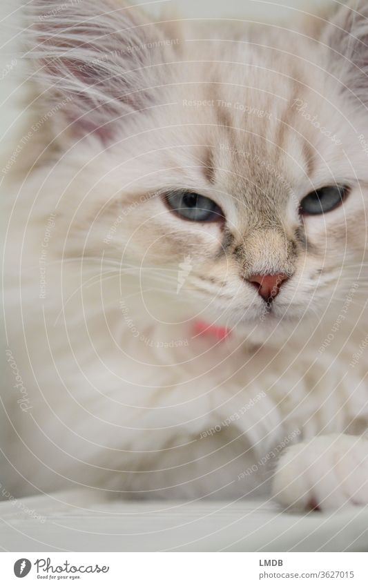 junge Katze Katzenbaby kitten Fell weißhaarig Tierporträt Haustier Katzenfutter Kuscheln fluffig weich getiegert ruhen Ruhe ausruhend Pause Auszeit