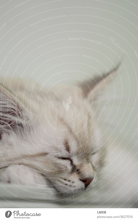 Schlafende junge Katze Katzenbaby kitten Fell weißhaarig Tierporträt schlafend schlafende Katze Haustier Katzenfutter Kuscheln fluffig weich getiegert ruhen