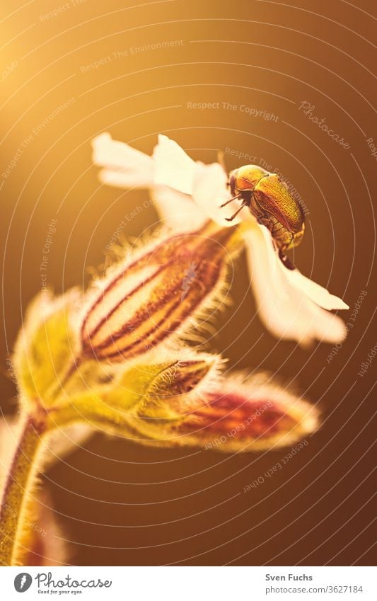 Ein glänzender Fallkäfer sitzt auf einer Blüte fallkäfer goldglänzend insekt sonnenlicht sonnenstrahl gegenlicht leuchten blume ausruhen natur fauna