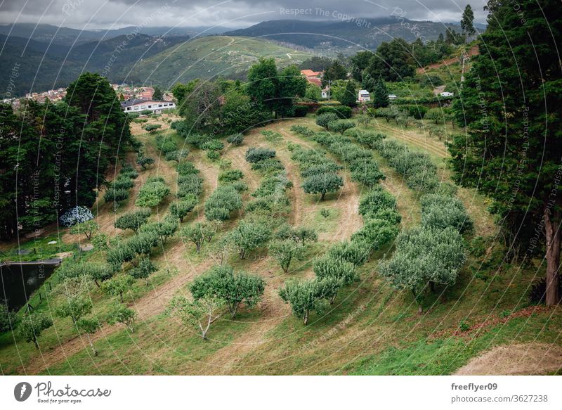Apfelbaumplantage in Galicien, Spanien Schonung Bäume Ackerbau Galicia Garten Frucht Gras Baum grün Natur beruhigend Obstbaum viele Landwirtschaft