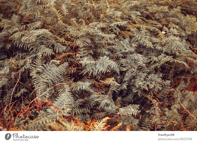 Wildfarn-Textur auf einem galizischen Wald schön Frühling hell Hintergrund Schönheit dunkel Sommer Licht Laubwerk Wand Pflanze Tapete Handfläche Ton natürlich
