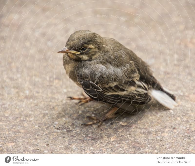 Die kleine junge Bachstelze / Motacilla alba sitzt alleine auf dem Boden und wartet auf Futter Wippsteert Jungvogel Vogeljunges hungrig Singvogel warten sitzen