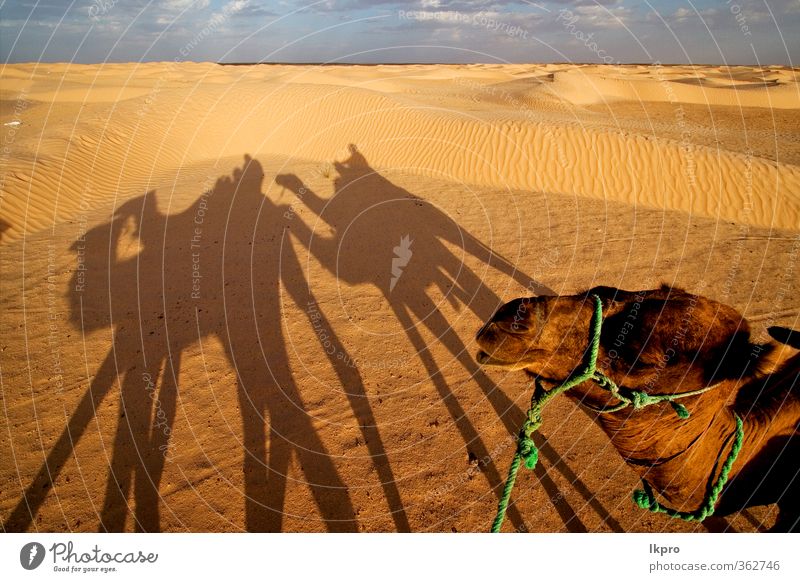 douze,tunesien,camel and people in the sahara's des des Sand Wolken Pfote braun gelb grau grün rot schwarz weiß gold Tunesien Sahara Camel wüst Düne gekrümmt