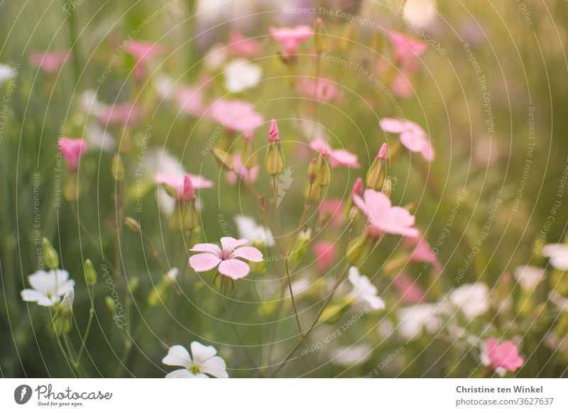 Kuhnelken (Vaccaria hispanica) . Nahaufnahme mit schwacher Tiefenschärfe Blume Blümchen rosa Sommer Pollenspender zarte Blüten insektenfreundlich pink blühend