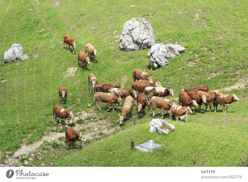 AST6 Inntal | Almauftrieb der braun bunten Kühe Umwelt Natur Landschaft Pflanze Tier Frühling Schönes Wetter Gras Wiese Felsen Alpen Berge u. Gebirge Haustier