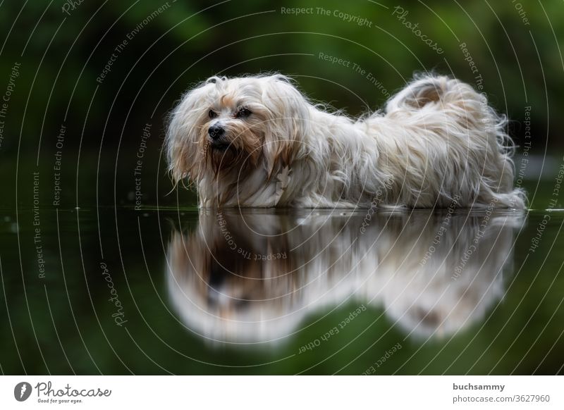 Hund steht im Wasser Bichon Havanais Haustier abkühlung havaneser hund baden Textfreiraum unten Im Freien Natur Langhaar süß klein wuschel flauschig Spiegelung