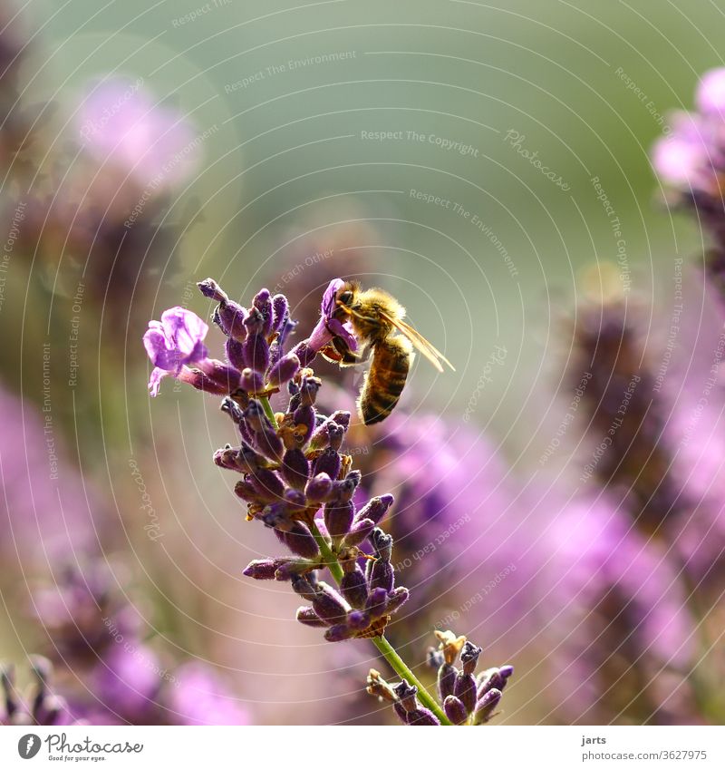 Biene an einer Lavendelblüte natur Pflanze Farbfoto Natur Außenaufnahme Sommer Blüte Blume Duft Blühend Garten Menschenleer Nahaufnahme fleißig Flügel