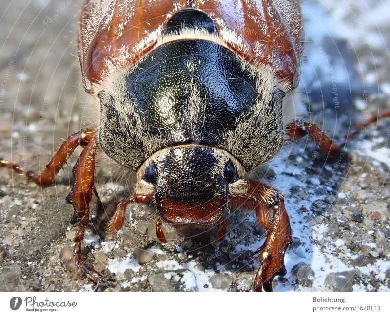Maikäfer Makro tiere Insekten Käfer Makroaufnahme