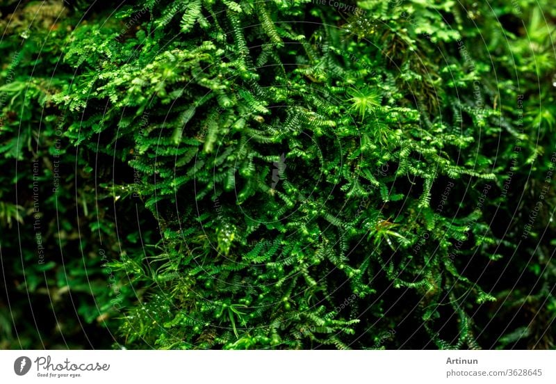 Detail einer Makroaufnahme von Moosen, die dicht von einem toten Baum bedeckt sind. Grüne Umwelt, Natur, Ökologie, Biodiversitätskonzept. Natürlicher Hintergrund