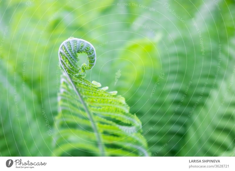 Wunderschöne frischgrüne junge Triebe mit spiralförmig angeordneten Farnblättern auf natürlichem Hintergrund, Kopierfläche. Wurmfarn Blatt Spirale Natur
