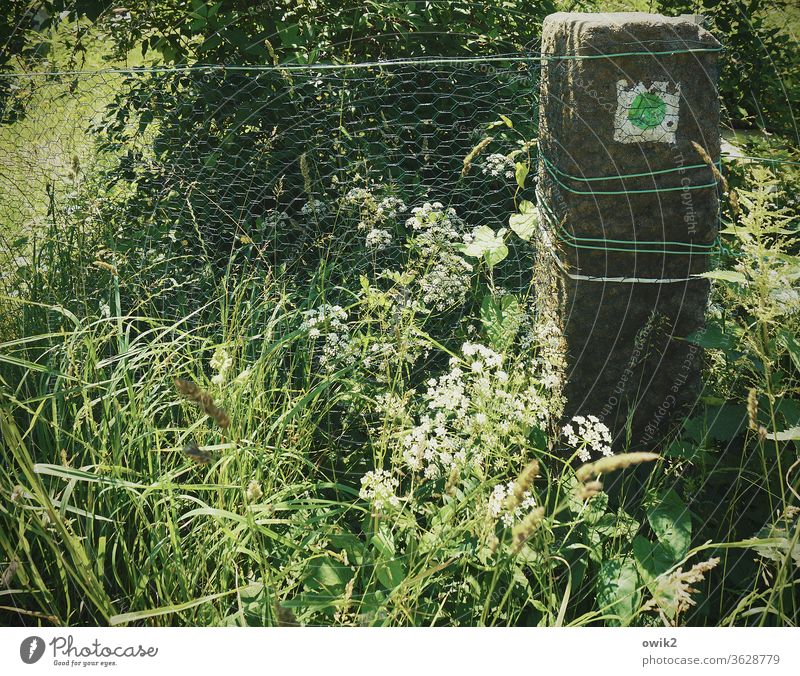 Alte Wegmarke Stein Pfosten Wanderweg Zeichen Hinweis Punkt grün Grüner Punkt Zaun Draht Drahtzaun eng engmaschig Schutz Barriere Begrenzung Gras Pflanzen