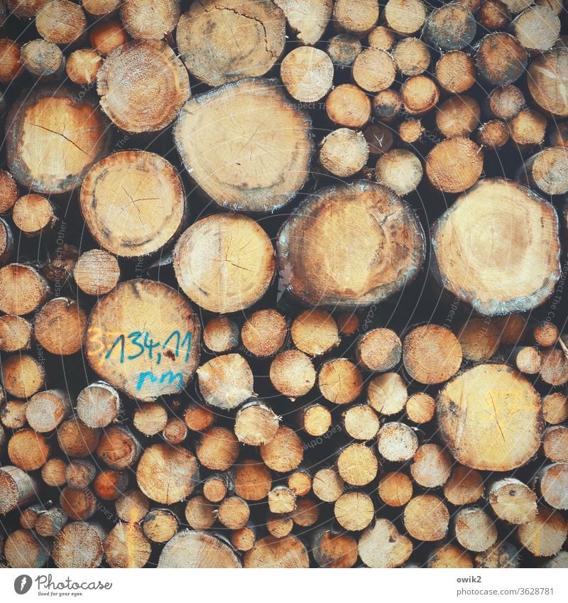 Eine Frage der Abstammung Baumstämme Holz viele gestapelt Stapel hoch schwer unterschiedlich Außenaufnahme Farbfoto Menschenleer Tag Detailaufnahme Natur