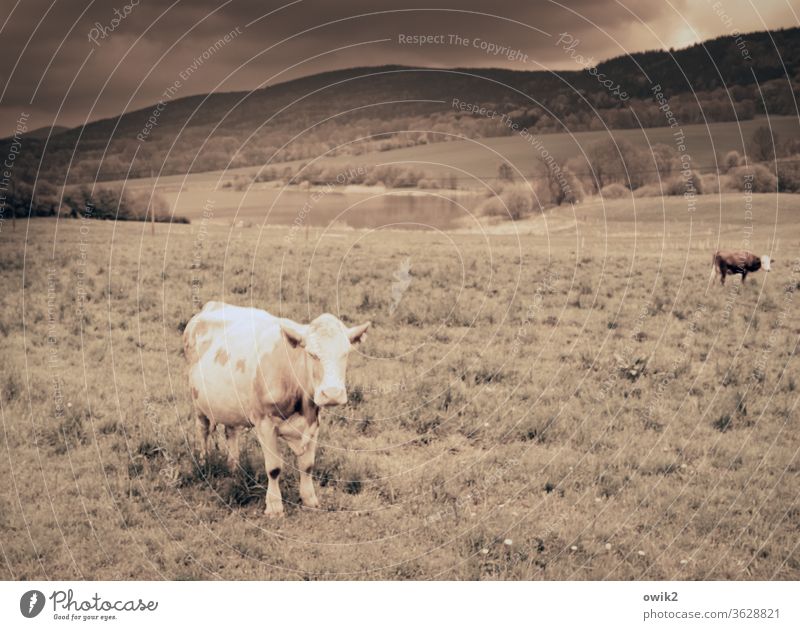 Sie stand nur da und blickte mich vorwurfsvoll an Kuh stehen grasen warten Blickkontakt schauen beobachten Wiese Koppel Hügel Sonnenlicht Sepia Gewitterwolken
