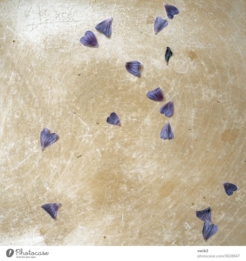 Verlustgeschäft unten Fußboden Steinplatten Blütenblätter gefallen heruntergefallen verloren Vergänglichkeit lila ocker viele traurig Traurigkeit liegen
