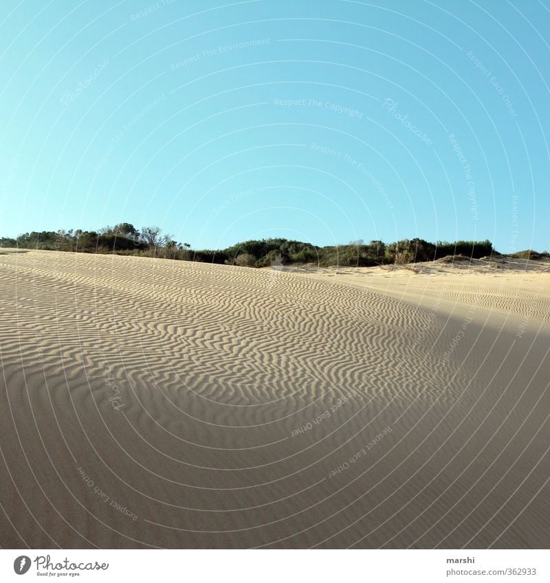 Spuren im Sand Natur Landschaft Sommer Klima Schönes Wetter Wärme Dürre Küste Strand Meer trocken Wüste Südafrika Düne Himmel Ferne Ferien & Urlaub & Reisen