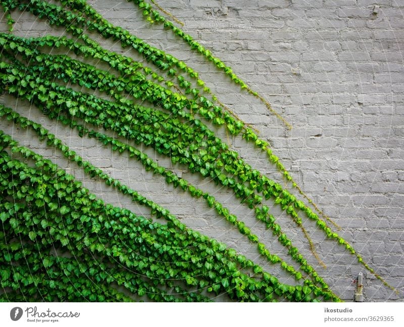 Efeu-Pflanze Wand Hintergrund Natur grün Baustein Textur Klettern Aufsteiger Kletterpflanzen alt natürlich Stein Botanik Tapete Design Muster
