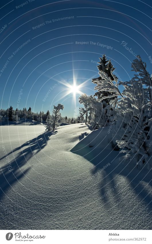 Sternförmige Sonne in einer Gegenlichtaufnahme in unberührten weißen Winterlandschaft vor einem strahlend blauen Himmel illuminiert weiße schattenwerfende Bäume
