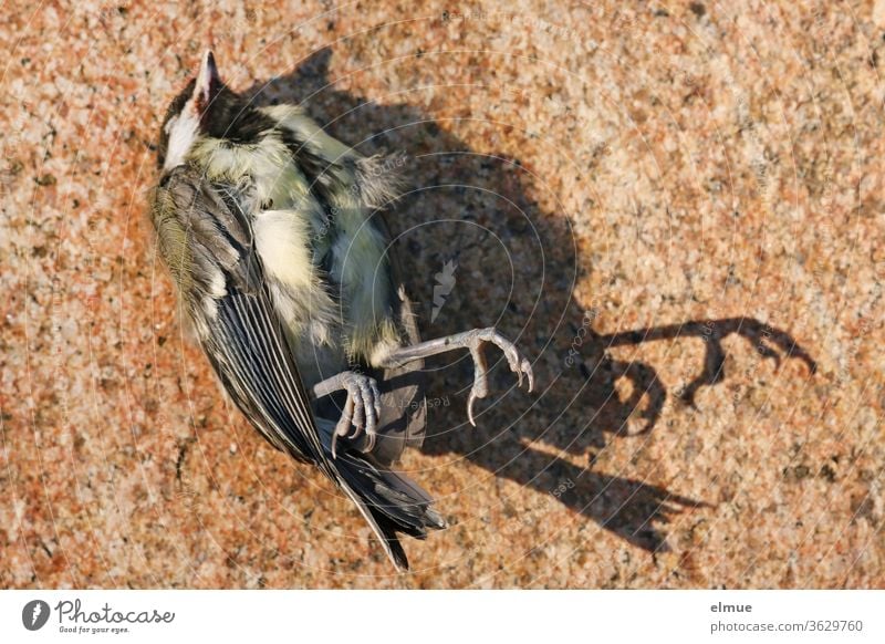 tote Kohlmeise liegt auf einer Steinplatte, Beine und Schwanz werfen Schatten Beutetier Vogel Vogelbein Feder Schnabel verendet Ende Vergehen Flügel ausgeflogen