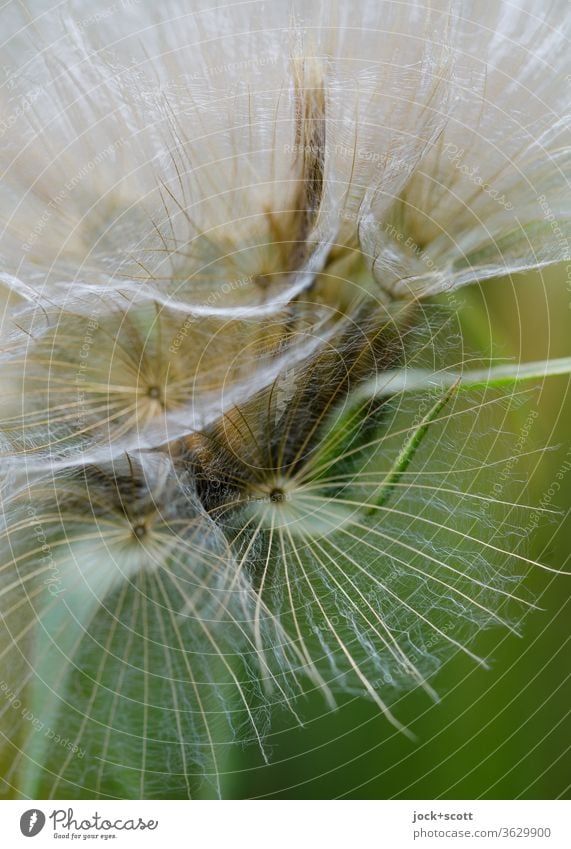Pusteblume: fragile, transparente Struktur Pflanze grün Natur Unschärfe weiß nah Fragilität transparenz Löwenzahn Flugsamen Samen reif natürlich Blume