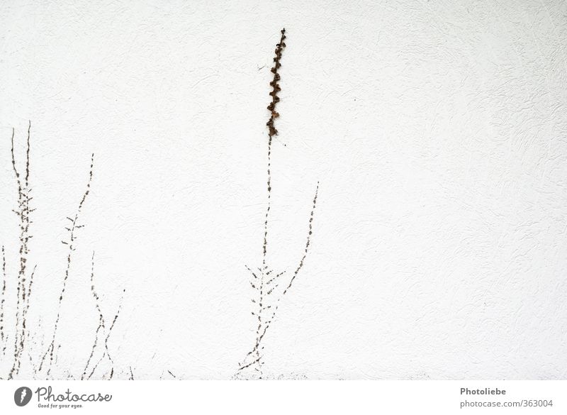 Ein Mauerpflänzchen Umwelt Natur Herbst Pflanze Wildpflanze Dorf Menschenleer Einfamilienhaus Wand ästhetisch hell klein braun weiß Wachstum Gedeckte Farben