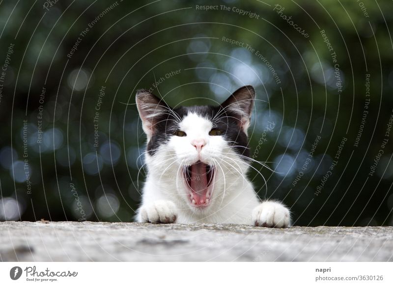 Beschwerde! | Porträt einer Katze, die lautstark miaut. Miau maul aufreißen Maul ausdrucksstark protest Schnauze niedlich Mitteilung Ansage ausrufen Tierporträt