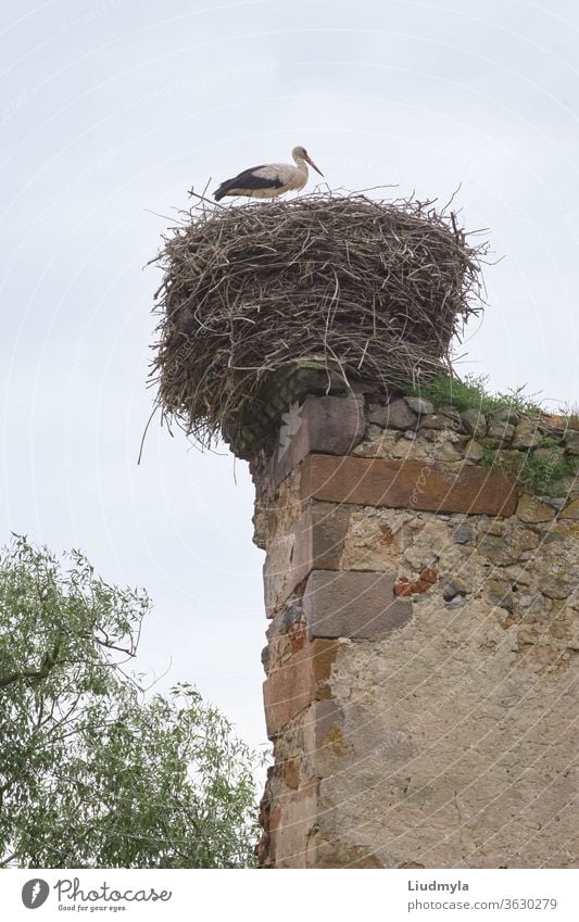 Ein Storch im Nest auf einer alten Mauer Tag umgebungsbedingt Fortpflanzung Nachbau ländlich antik Architektur Eier Ökologie migrierend Eltern Wand Schornstein