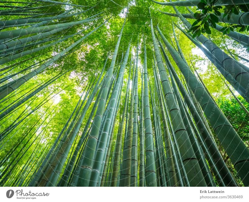 Hohe Bambusbäume in einem japanischen Wald Tokyo Japan reisen Asien Japanisch Wahrzeichen Tempel Asakusa Schrein Turm Architektur Shinto berühmt schön Religion
