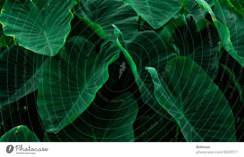 Grüne Blätter von Elefantenohren im Dschungel. Grüne Blatttextur mit minimalem Muster. Grüne Blätter im Tropenwald. Botanischer Garten. Grüne Tapete für Spa oder psychische Gesundheit und Geistestherapie.