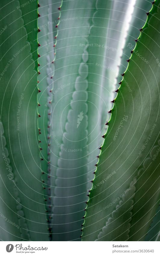 Sukkulente Pflanze Nahaufnahme, Detail frische Blätter von Agave americana Stachel stechend Blatt grün weiß schön Natur natürlich wachsen Stacheln auffällig