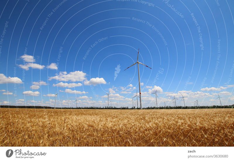 7 Tage durch Brandenburg - Windmaschinen Feld Ackerbau Landwirtschaft Gerste Gerstenfeld Getreide Getreidefeld Weizen Weizenfeld gelb blau Himmel Blauer Himmel