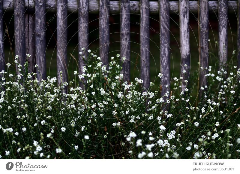 Unten an einem alten Holzzaun wachsen dicht an dicht kleine weiße Blumen und bilden so einen lebendigen Kontrast Zaun einfach natürlich Natur Umwelt Garten wild